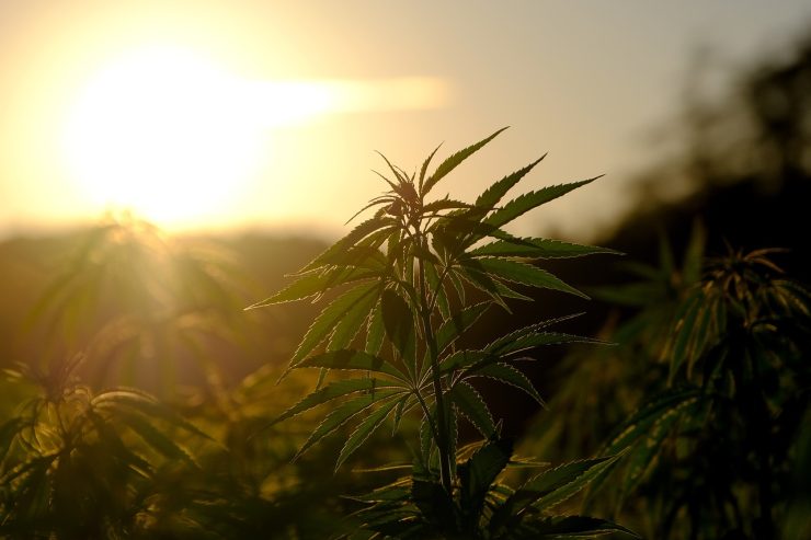 chanvre