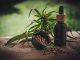 difference chanvre cbd