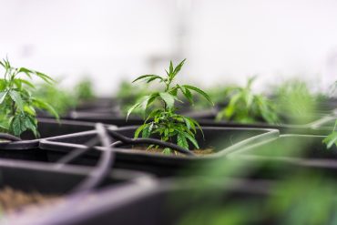fleur cbd