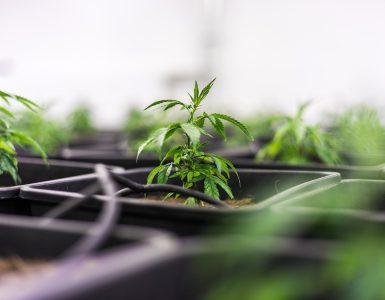 fleur cbd